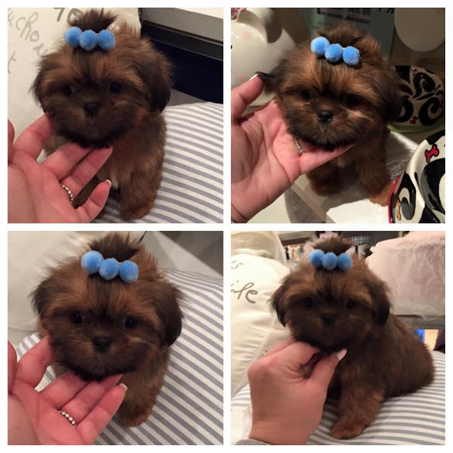 Pet Supply Store «Woof Woof Puppies & Boutique», reviews and photos, 29555 Northwestern Hwy, Southfield, MI 48034, USA