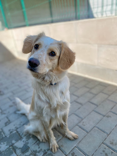Psí školka Happy Dog telefonní číslo
