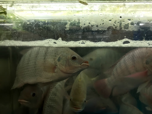 Grocery Store «1st Spring Supermarket», reviews and photos, 10681 E Colonial Dr, Orlando, FL 32817, USA