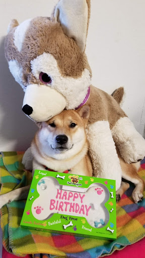 Pet Supply Store «Petco Animal Supplies», reviews and photos, 12014 SW 88th St, Miami, FL 33186, USA