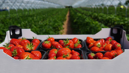 Dole Foodservice Hereford 3 Staniers Way, Hereford HR1 1JT, United Kingdom