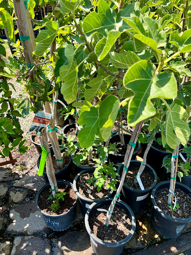 Hardware Store «Payless Hardware, Rockery and Nursery», reviews and photos, 2927 King Rd, San Jose, CA 95122, USA