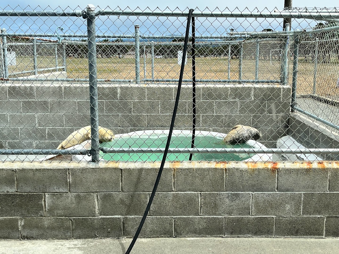 Northcoast Marine Mammal Center