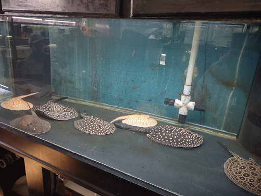 Pet Store «Forest Lake Pets», reviews and photos, 120 Lake St N, Forest Lake, MN 55025, USA