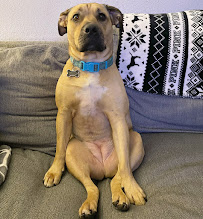 Shades Of Blu Dog Training INC - Photo 6 - Car repair in Chesapeake, VA, Chesapeake