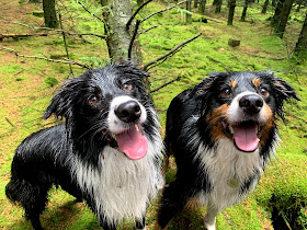 The Dogs of Bowland