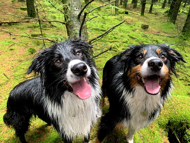 The Dogs of Bowland