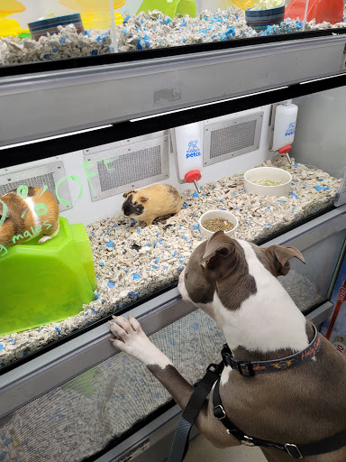 Petco Animal Supplies, 38069 Town Center Dr #222, Millville, DE 19967, USA, 