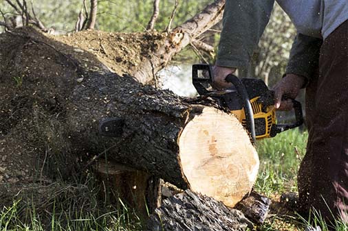 LM Tree Service -Tree Removal, Quality & Affordable & Professional Tree Services
