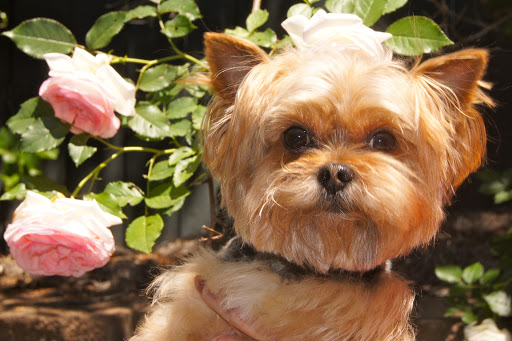 Pet Boarding Service «About Pets Center», reviews and photos, 1604 Conehurst Blvd, Salem, VA 24153, USA