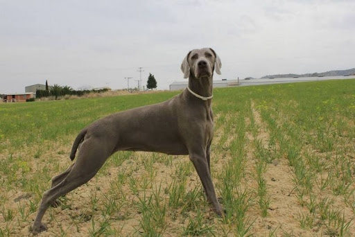 Clínica Veterinaria Noroeste en Cehegín