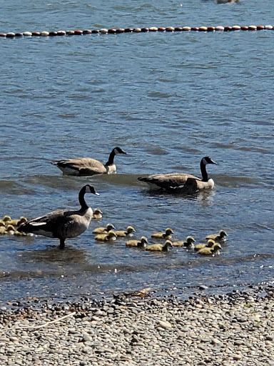 History Museum «Western Antique Aeroplane and Automobile Musem (WAAAM)», reviews and photos, 1600 Air Museum Rd, Hood River, OR 97031, USA
