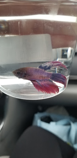 Pet Supply Store «Pet Supplies Plus», reviews and photos, 4405 Milestrip Rd, Blasdell, NY 14219, USA