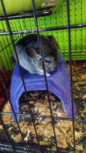 Pet Store «World Wide Pets», reviews and photos, 1307 Fayetteville Rd, Van Buren, AR 72956, USA