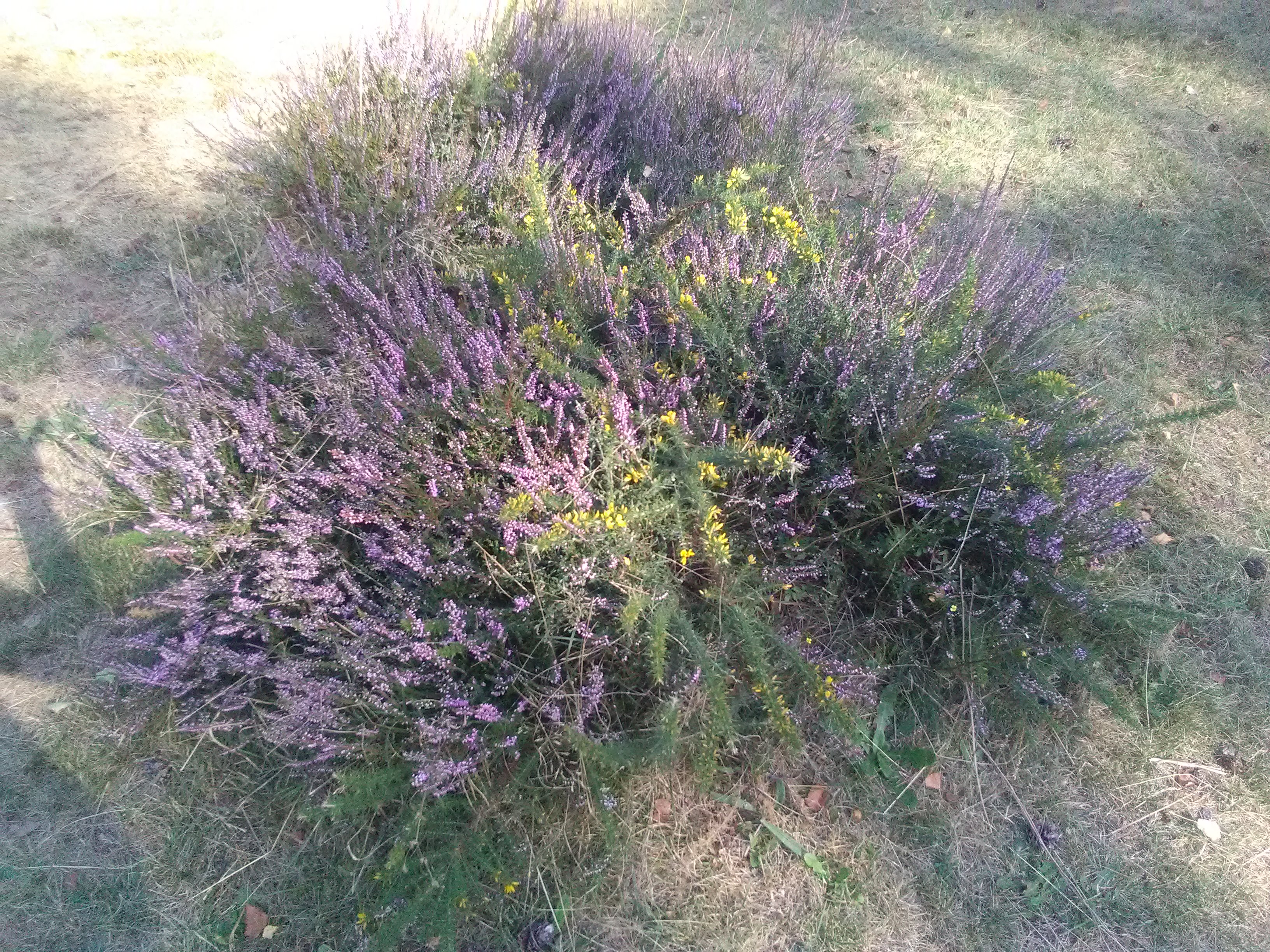 Photo n° 2 de l'avis de GoutteGoutte.. fait le 10/09/2019 à 20:02