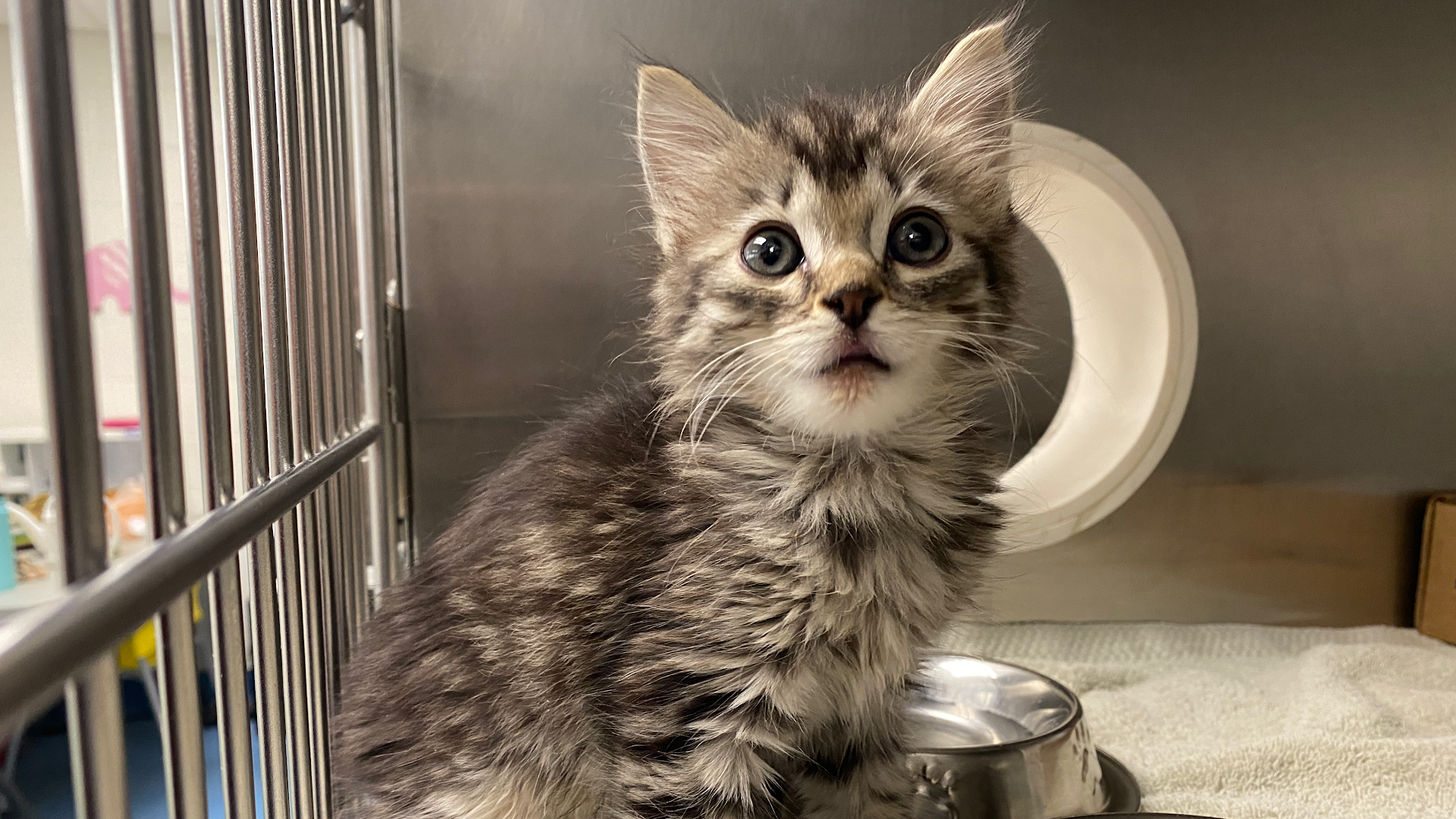 Pima Animal Care Center (Animal Shelter)