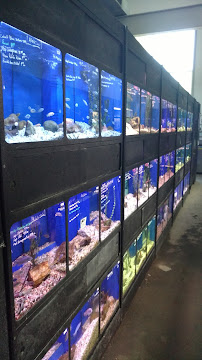 Eddie's Aquarium Centre - Photo 5 - Car repair in Cohoes, NY, Albany