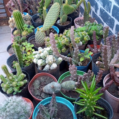 Teulu Cactus