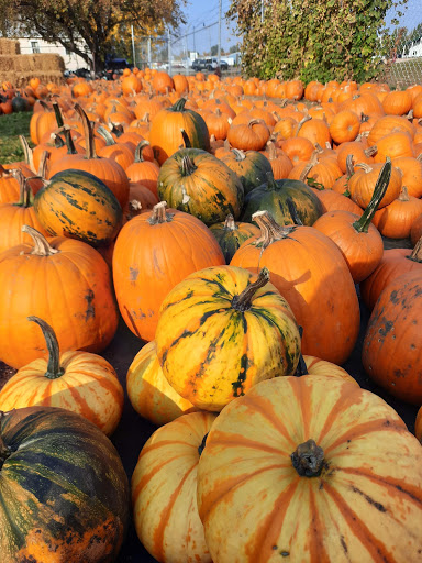 Garden Center «Hildebrant Farmers Market», reviews and photos, 349 Main Ave E, West Fargo, ND 58078, USA
