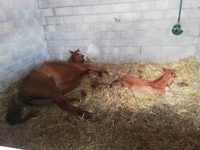 Haras d'Enjoy à Saint-Martin-des-Champs