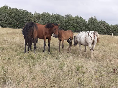 La ferme de Coulbré à Valdivienne