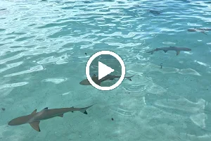 Banc de sable Raies et requins image