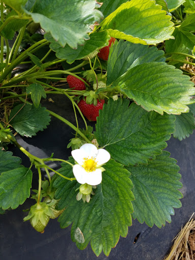 Florist «Drying Shed», reviews and photos, 1587 Newcomer Rd, Chambersburg, PA 17202, USA