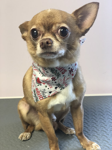 Dog Trainer «Mad 4 My Dog», reviews and photos, 702 E Temperance St, Ellettsville, IN 47429, USA