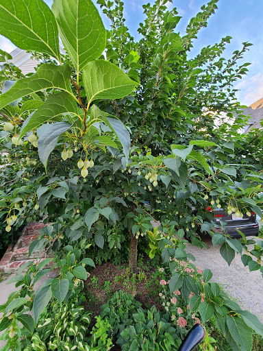 Park «Pequossette Playground», reviews and photos, Maple St, Belmont, MA 02478, USA