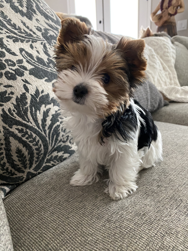 Cottonwood Ranch Yorkies