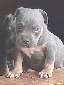 Bee Dawg Bullies Kennel 121 W 17th Ave, Pine Bluff, AR 71601