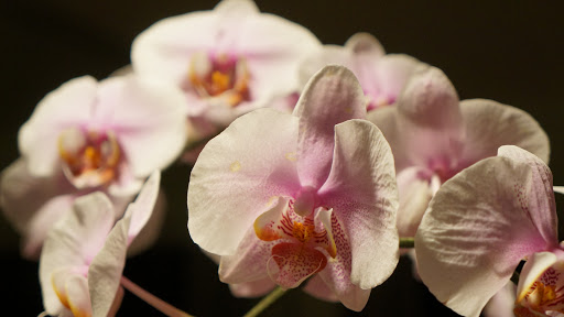 Golf Club «Meadowood Golf and Tennis Club», reviews and photos, 9425 Meadowood Dr, Fort Pierce, FL 34951, USA