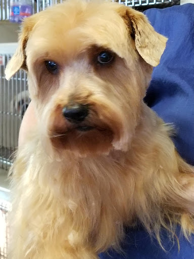 Pet Groomer «Dog House Grooming Shop», reviews and photos, 103 Mohawk Dr, Portsmouth, VA 23701, USA