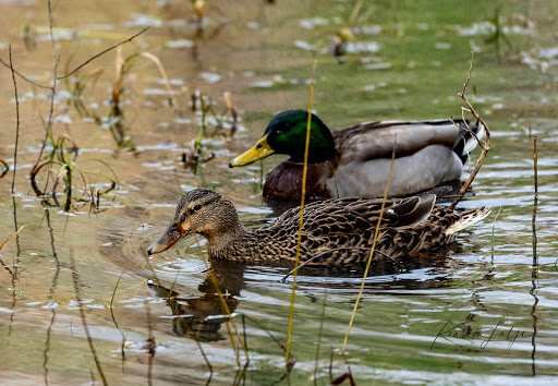 Nature Preserve «Clyde Shepherd Nature Preserve», reviews and photos, 2580 Pine Bluff Dr, Decatur, GA 30033, USA