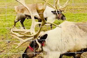 Reindeer Ranch image