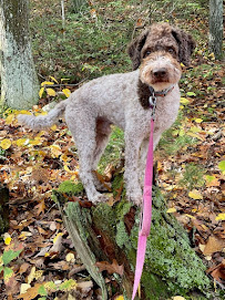 We Let the Dogs Out, LLC - Photo 2 - Car repair in Guilford, CT, New Haven