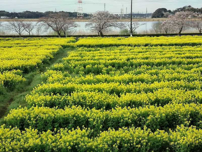 白山西公園