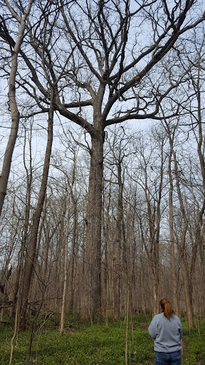 Nature Preserve «Meltzer Woods», reviews and photos, 1522 S 600 E, Shelbyville, IN 46176, USA