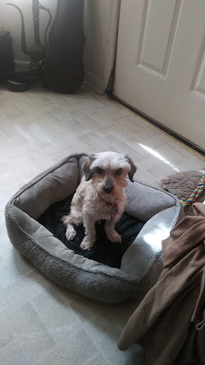 Pet Groomer «Dog House Grooming Shop», reviews and photos, 103 Mohawk Dr, Portsmouth, VA 23701, USA