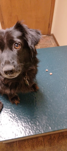 De Queen Animal Hospital