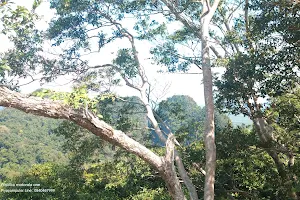 Khao Tham Suea Pahksa Sawan Krabi Urban Forest image