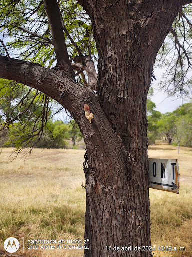 Museum «Slaughter Ranch Museum», reviews and photos, 6153 Geronimo Trl, Douglas, AZ 85607, USA