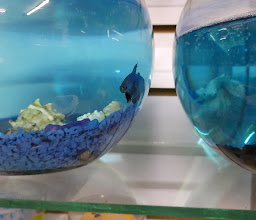 AQUARIUS BLUE WHALE photo