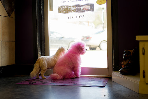 Pet Groomer «Precious Paws», reviews and photos, 221 N Marble St, Rockmart, GA 30153, USA