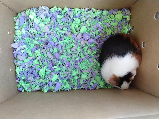 Pet Supply Store «PetSmart», reviews and photos, 3101 Market Center Drive, Morrisville, NC 27560, USA