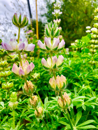 Lumber Store «Rim Forest Lumber Do it Best», reviews and photos, 26491 Pine Ave, Rimforest, CA 92378, USA