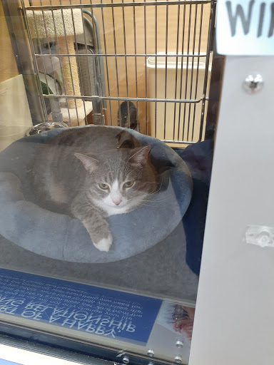 Pet Supply Store «PetSmart», reviews and photos, 1183 Berkshire Blvd, Wyomissing, PA 19610, USA