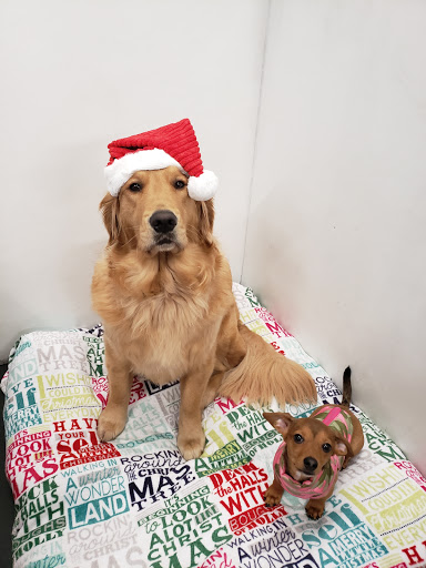 FurEver Friends Doggie Daycare