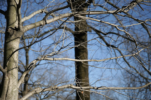 Museum «Princeton University Art Museum», reviews and photos, Elm Dr, Princeton, NJ 08544, USA