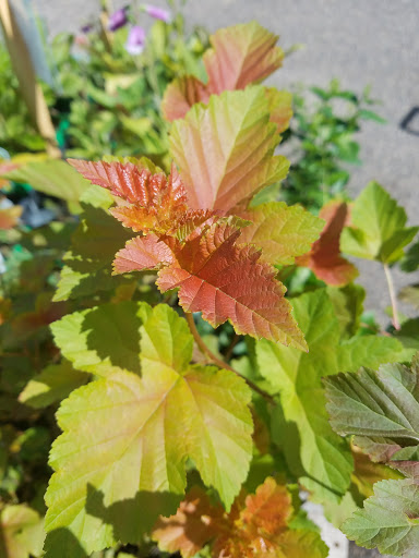 Hardware Store «Ham Lake Hardware Hank», reviews and photos, 17426 MN-65, Ham Lake, MN 55304, USA